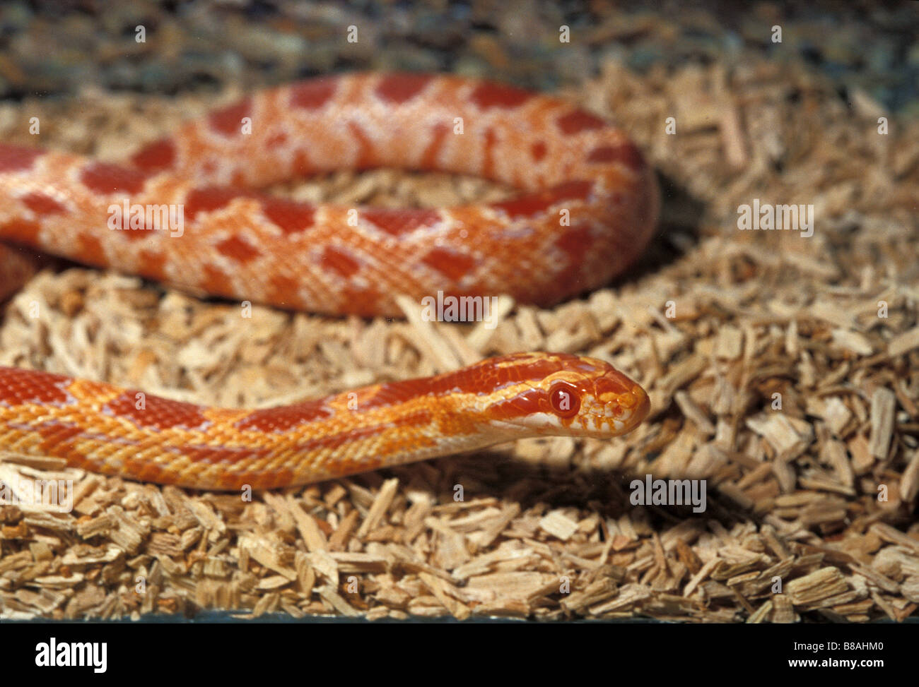 corn-snake-elaphe-guttata-amelanistic-colubridae-usa-stock-photo