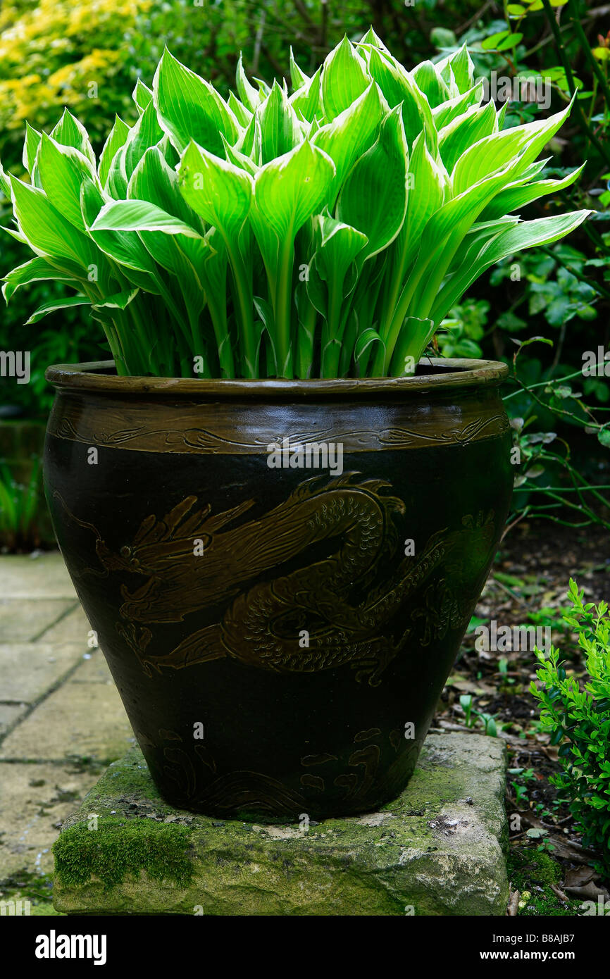 A Chinese style garden pot decorated witha dragon and planted with hostas Stock Photo