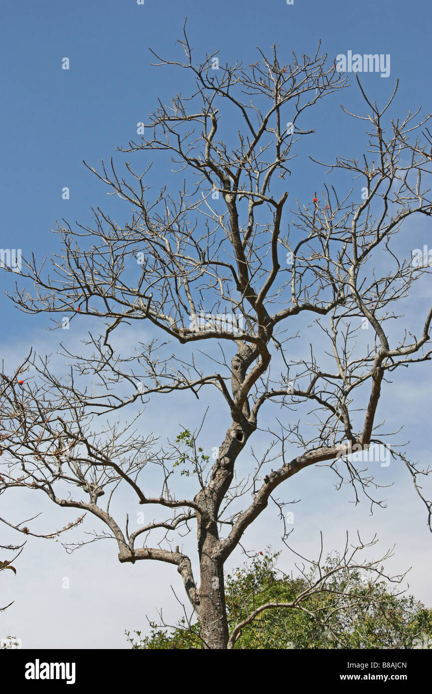 Withered tree hi-res stock photography and images - Alamy