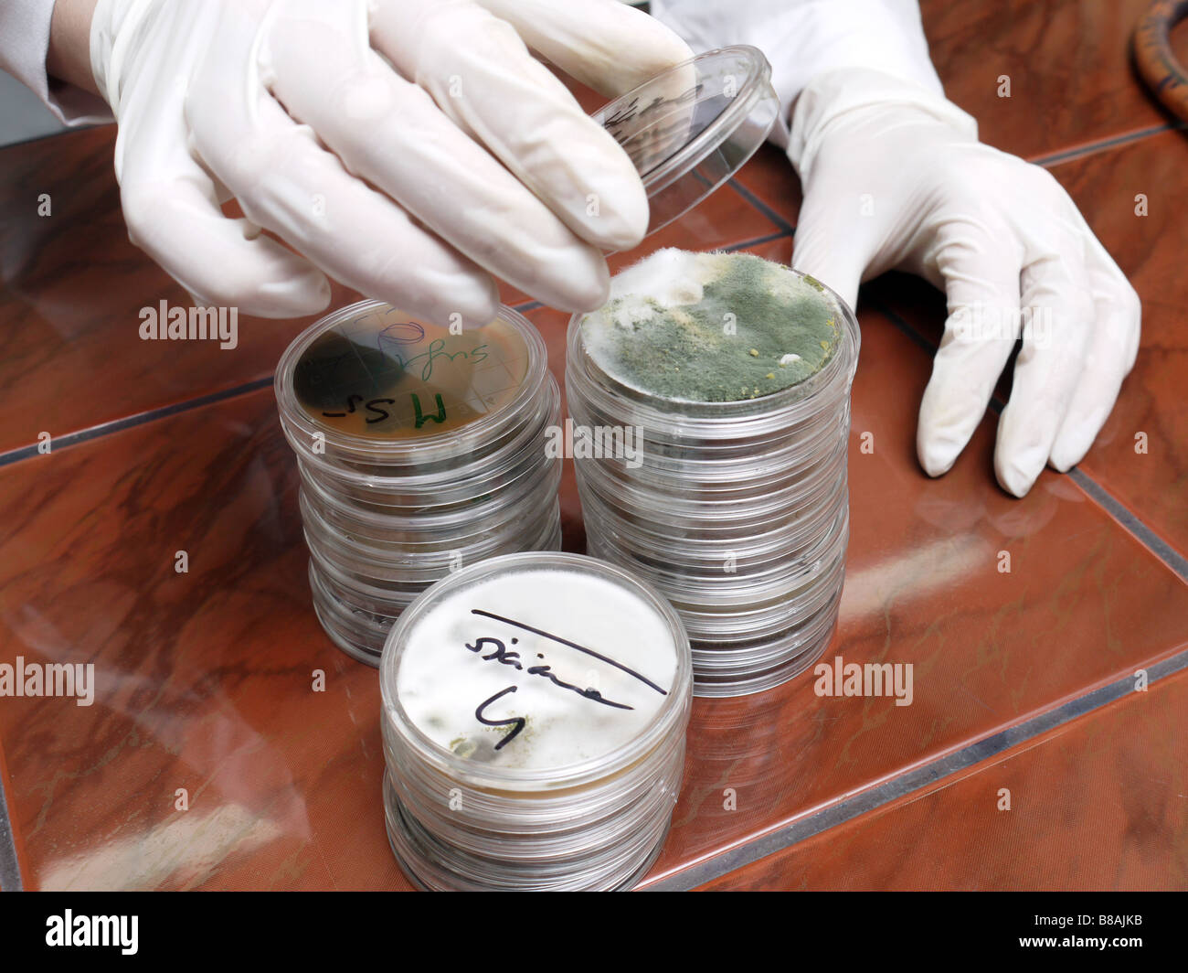 Closeup of chemist hands opening Petri dish with mold sample Stock Photo
