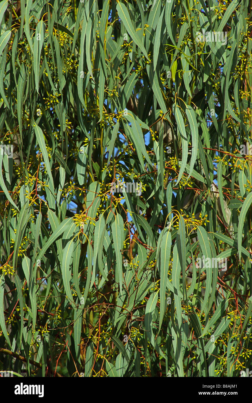 Eukalyptus eucalyptus 08 Stock Photo Alamy