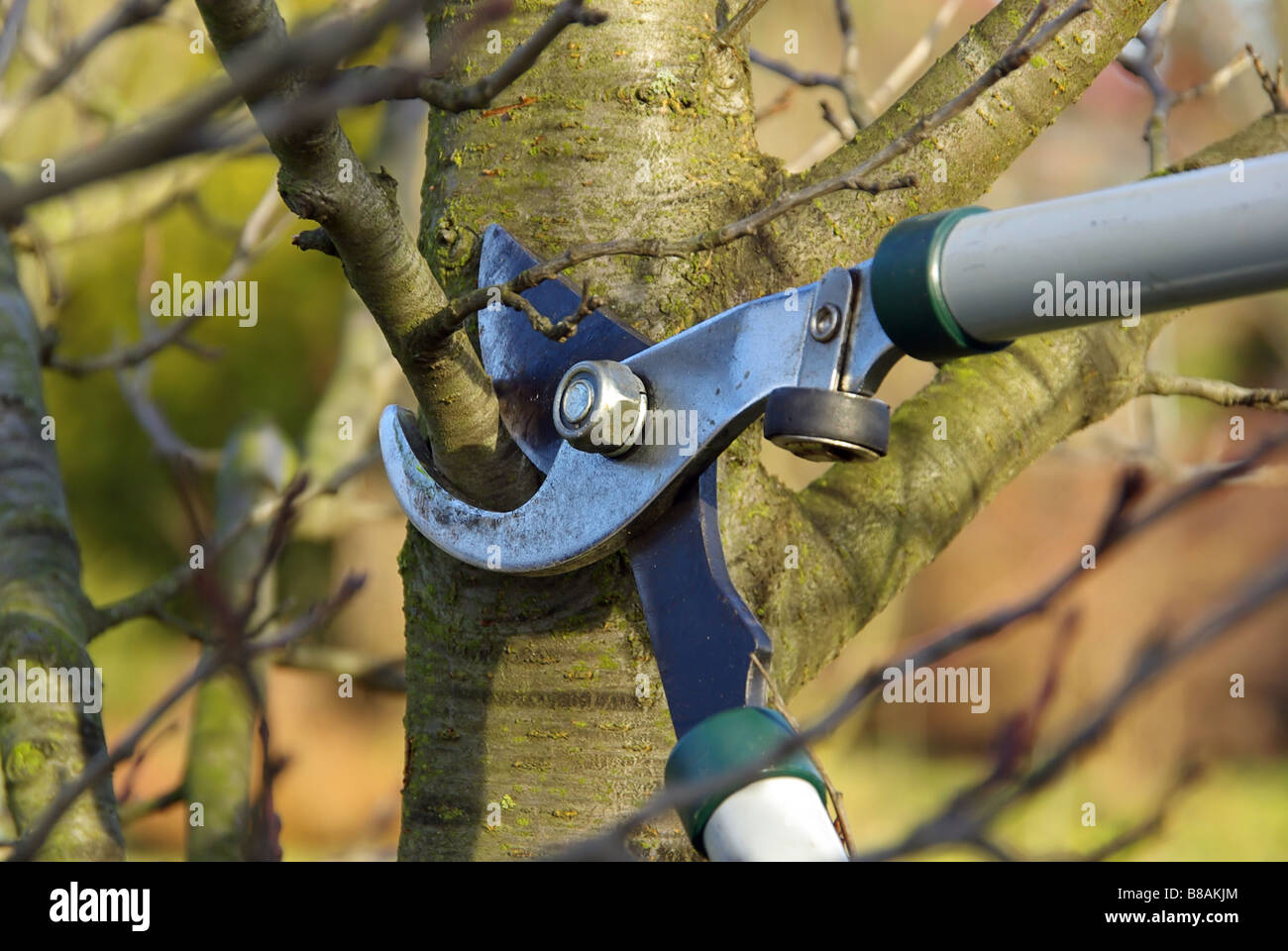 Baum verschneiden 04 Stock Photo