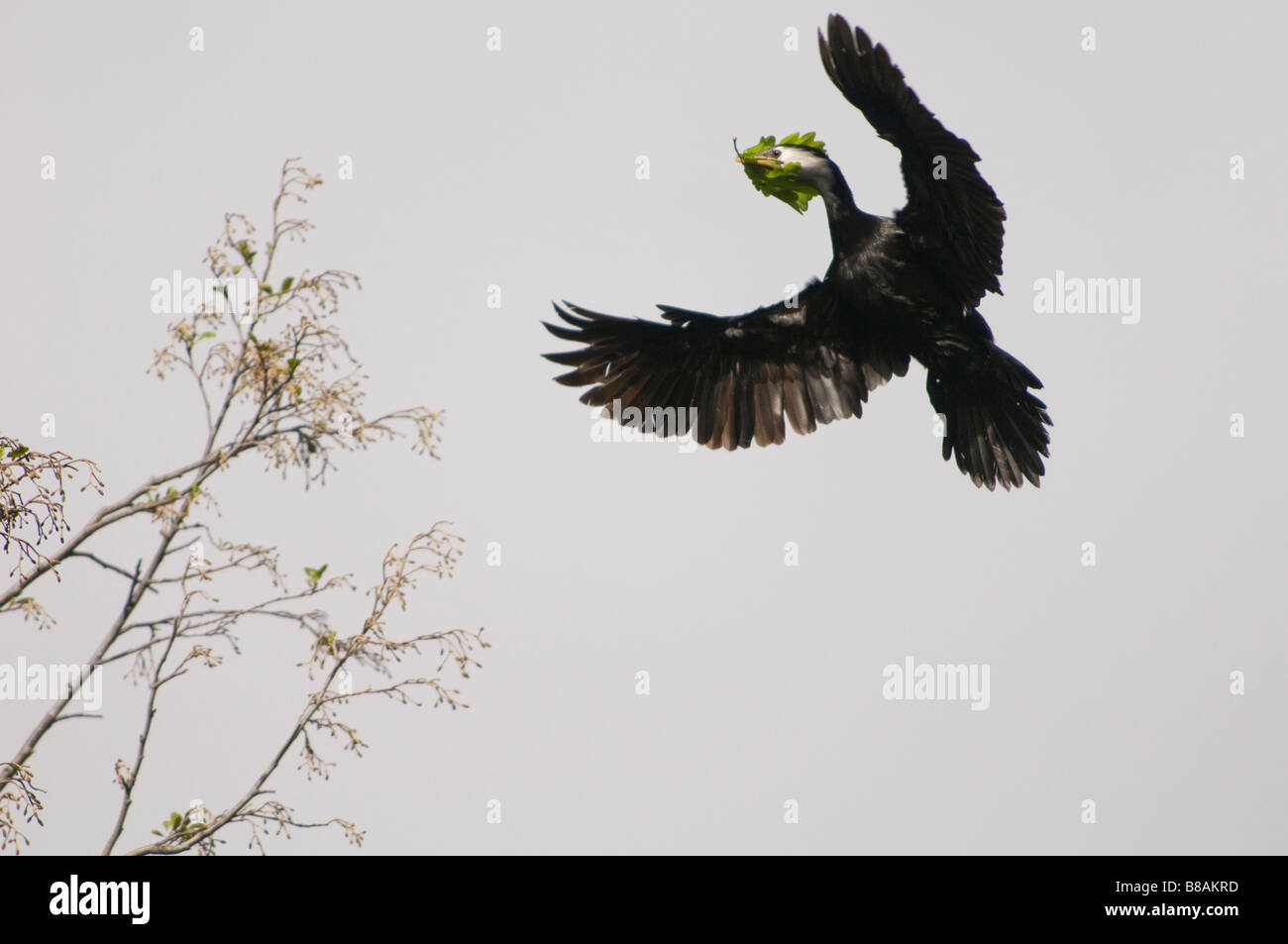 Black shag in flight - returning with nesting materials Stock Photo