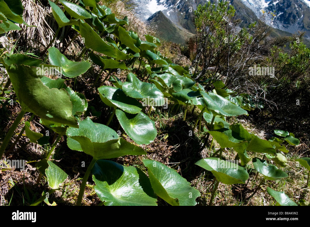 Foliage of the 'Mount Cook Lily' Ranunculus lyallii just prior to flowering in the spring - Hooker Valley, below Mt Cook Stock Photo