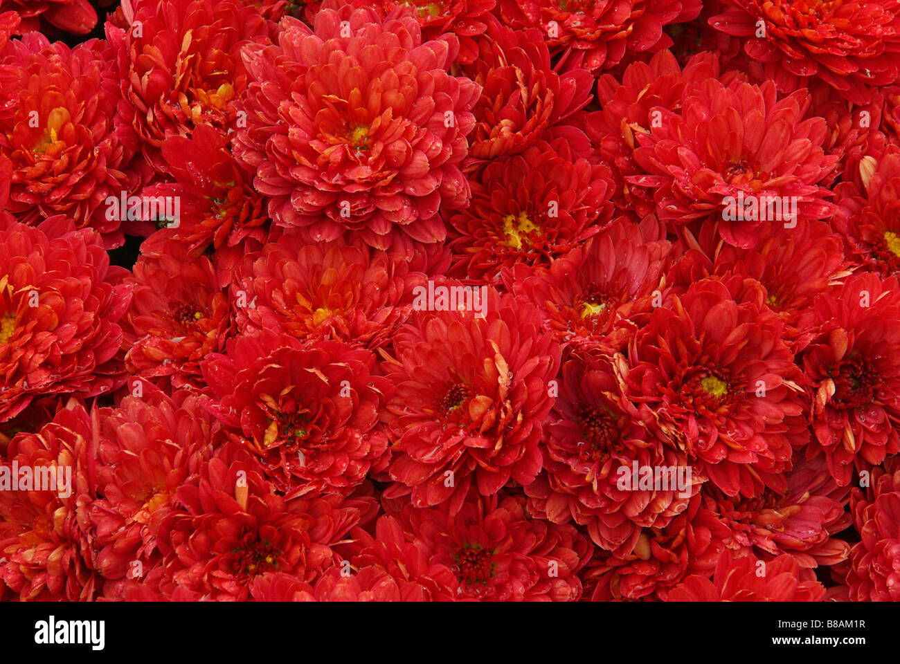 Chrysantheme chrysanthemum 04 Stock Photo Alamy