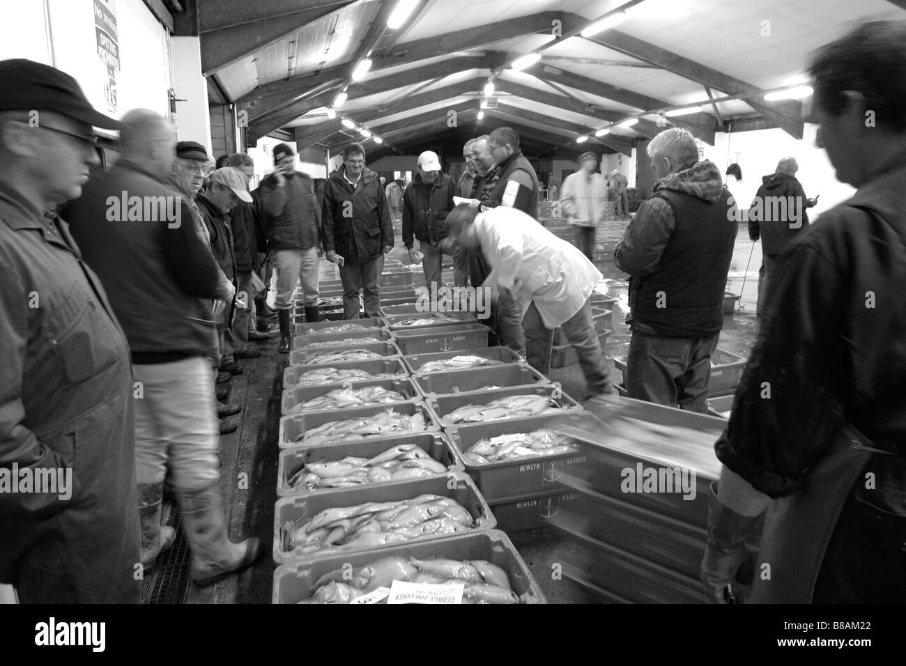 Newlyn fish market Stock Photo Alamy