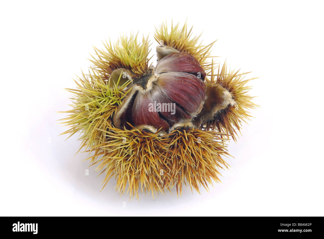 Esskastanie sweet chestnut 03 Stock Photo Alamy