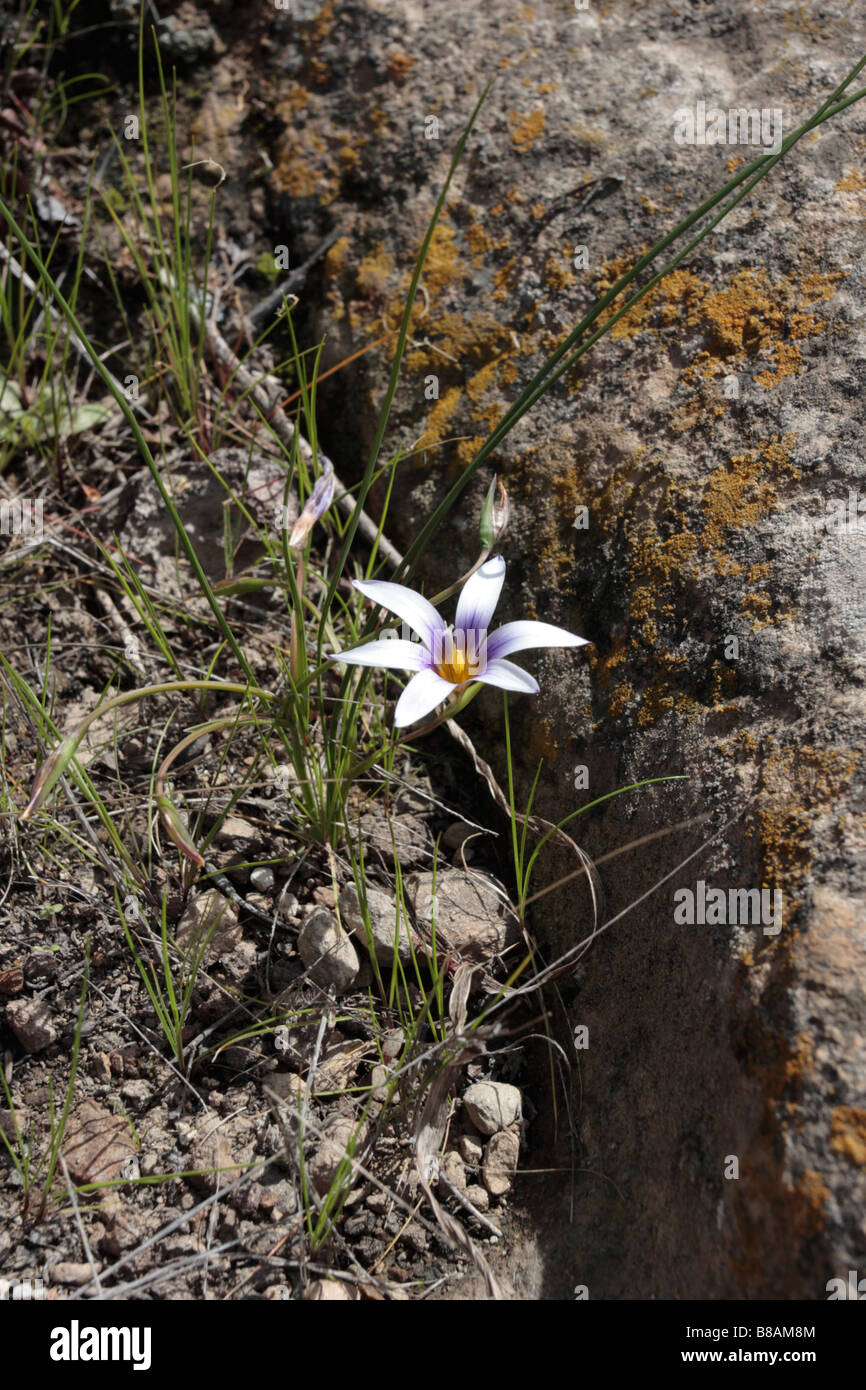 Romulea grandiscapa a type of Iris growing from a rocky path near Acojaja in Tenerife Canary Islands Spain Stock Photo