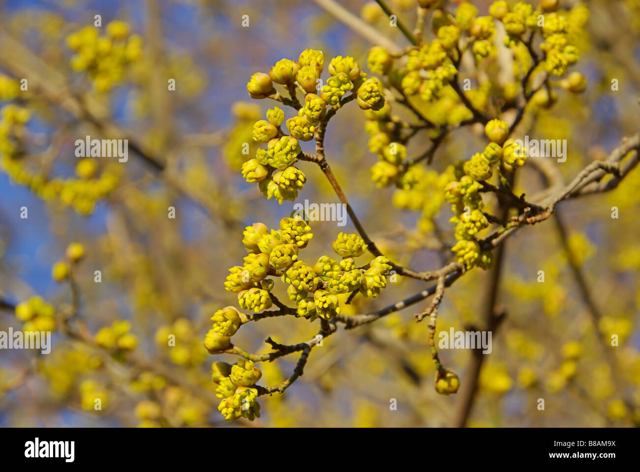 Kornelkirsche European Cornel 02 Stock Photo - Alamy