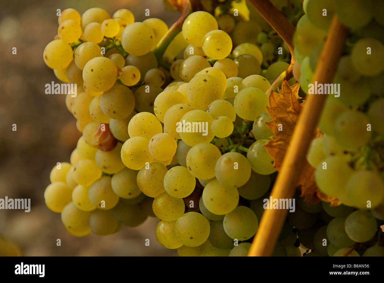 Wein grape 46 Stock Photo