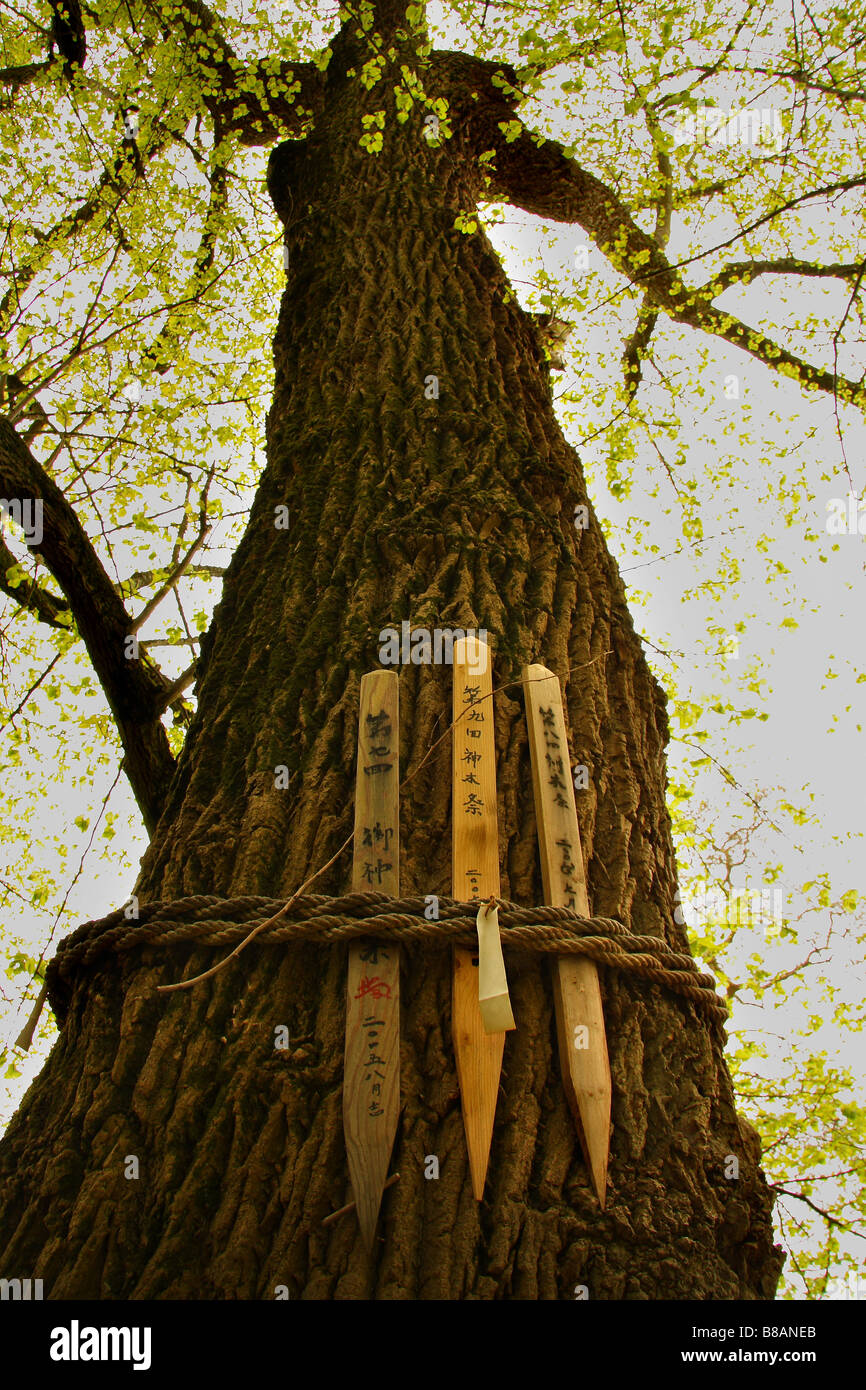 Buddhist prayer sticks Stock Photo Alamy
