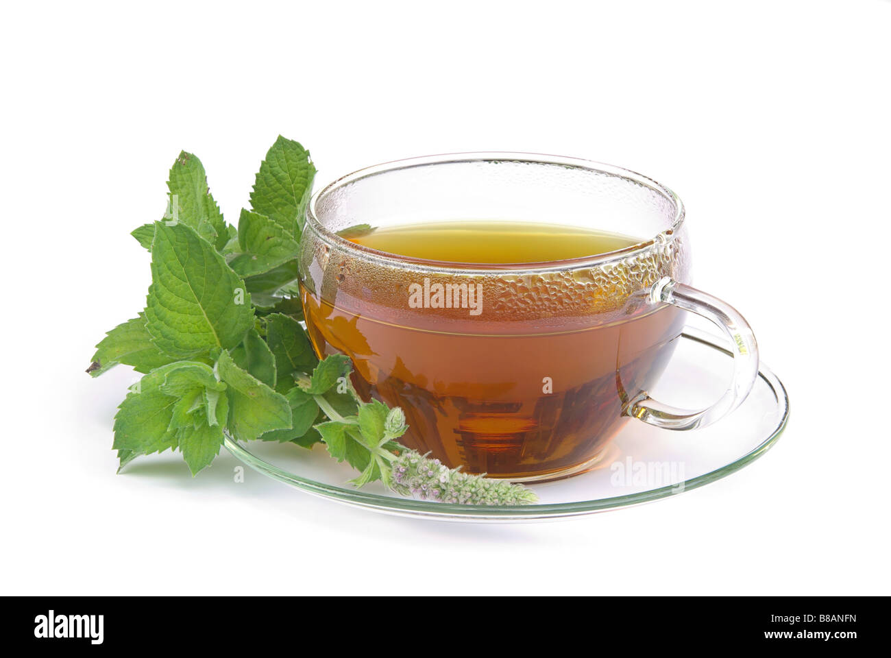 Tee Orangenminze tea Mentha citrata 01 Stock Photo