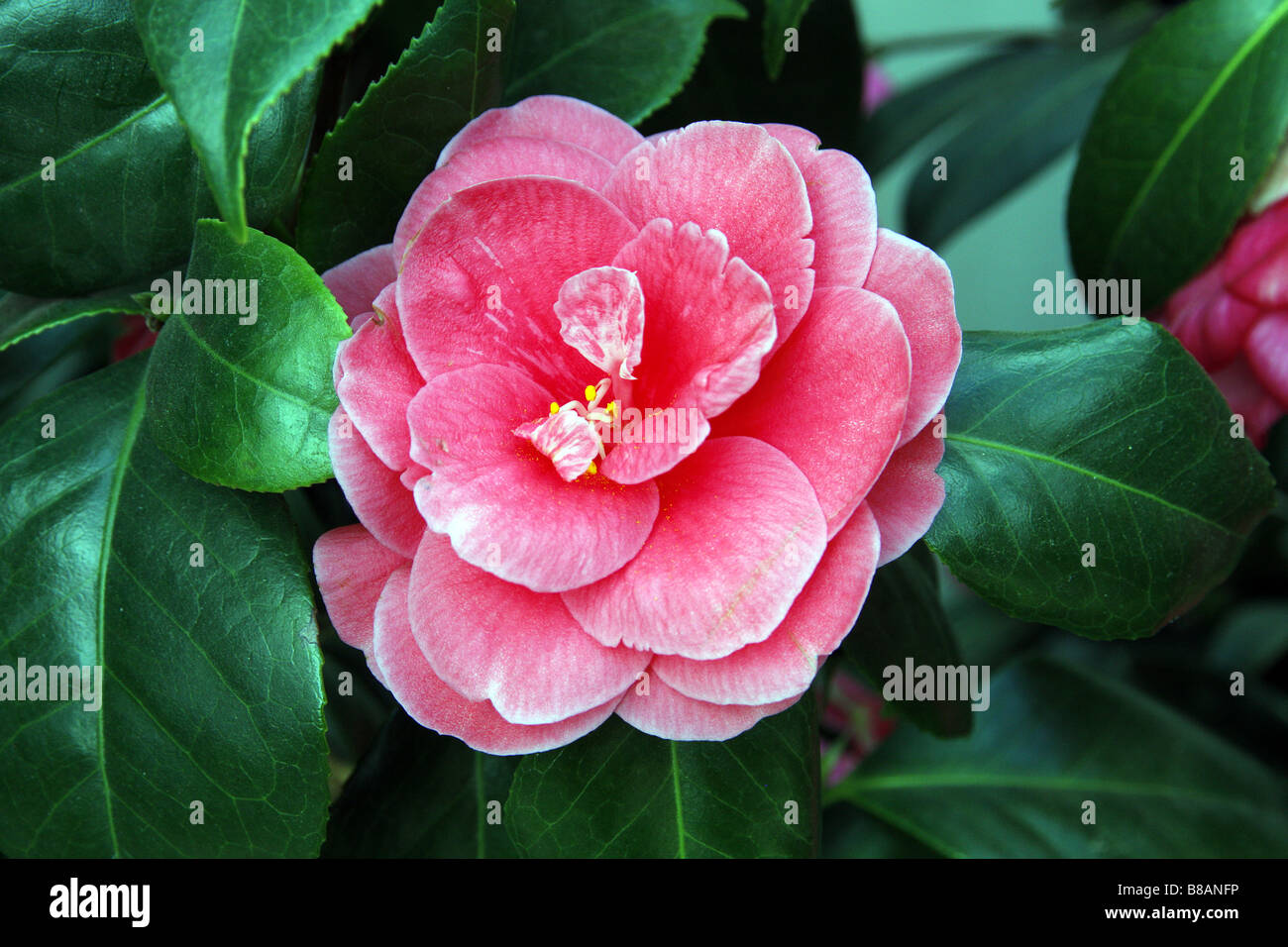 CAMELLIA X WILLIAMSII SKIP MARCH Stock Photo