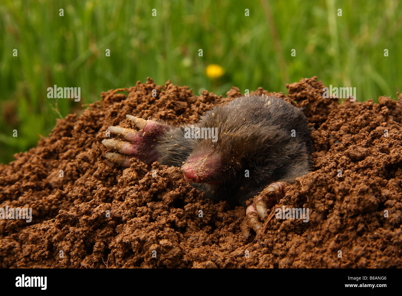A mole emerging from a molehill. Stock Photo