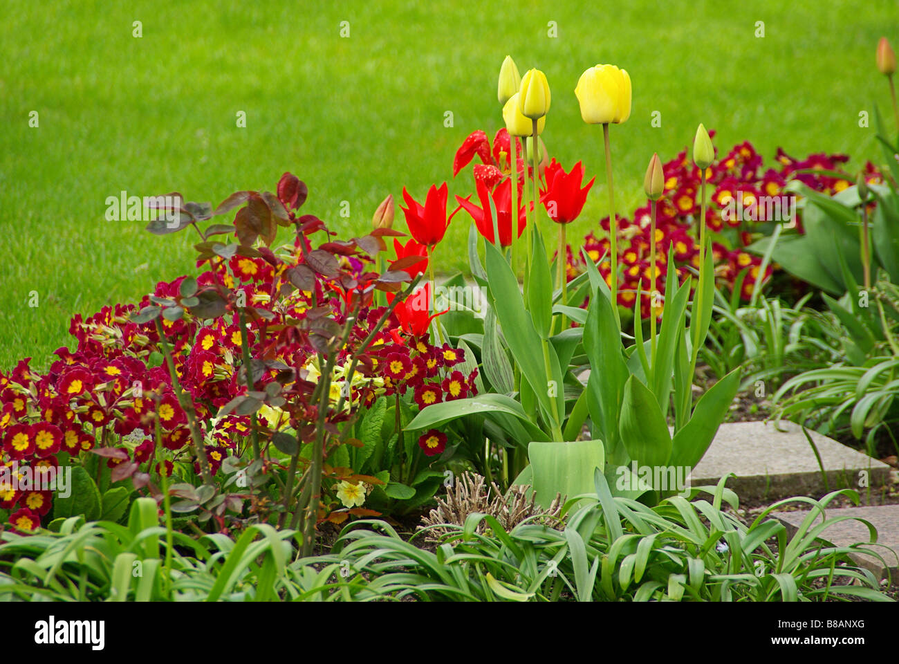 Tulpe und Primel tulip and primrose 01 Stock Photo