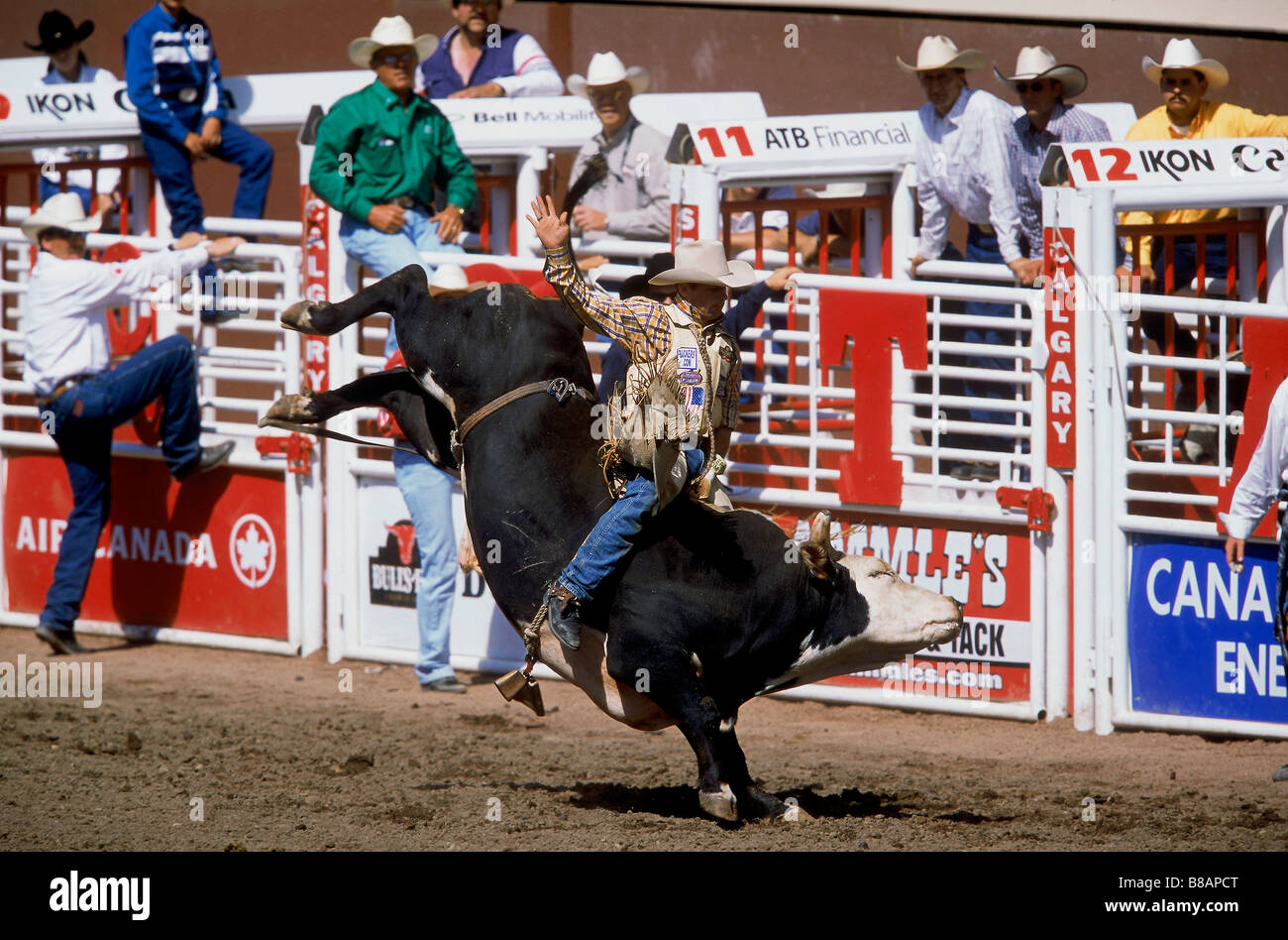 Bull Riding, Calgary Stampede Rodeo, Alberta Stock Photo Alamy