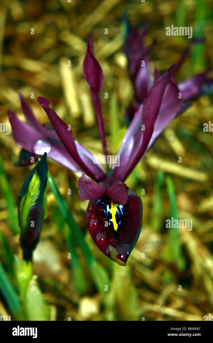 Deep purple Iris Stock Photo