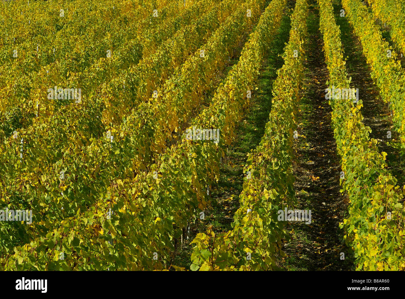 Weinberg vineyard 19 Stock Photo