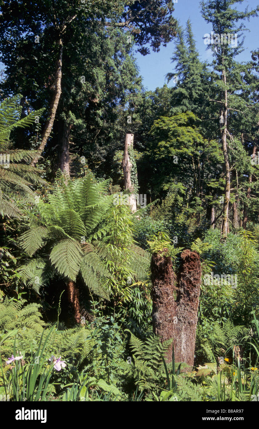 Heligan gardens near Mevagissey Cornwall United KIngdom Stock Photo