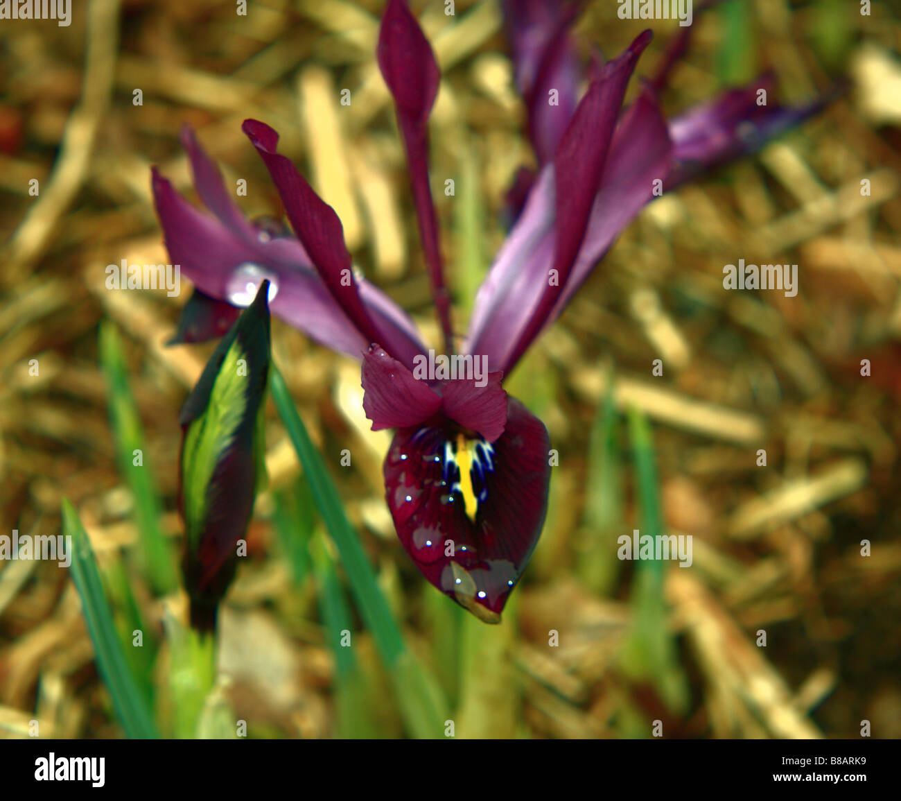 Purple Iris Stock Photo