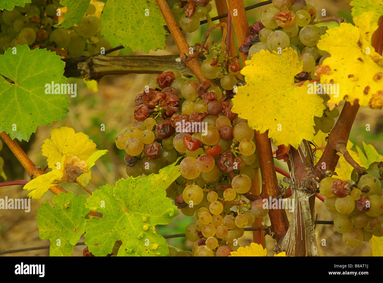 Wein grape 43 Stock Photo
