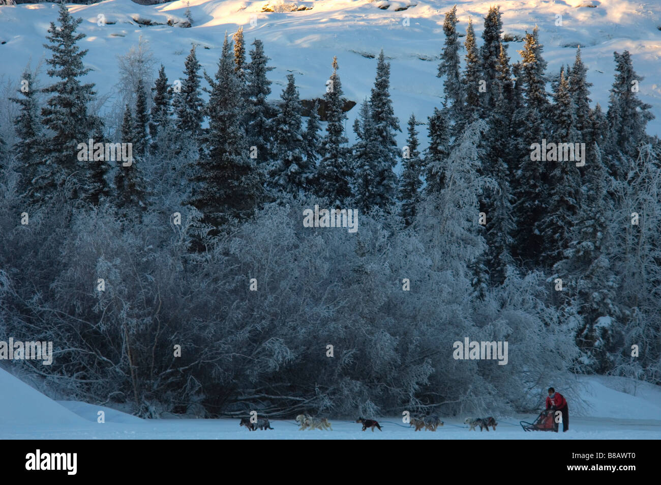 Dog Sled Race, Back Bay, Yellowknife, Northwest Territories Stock Photo