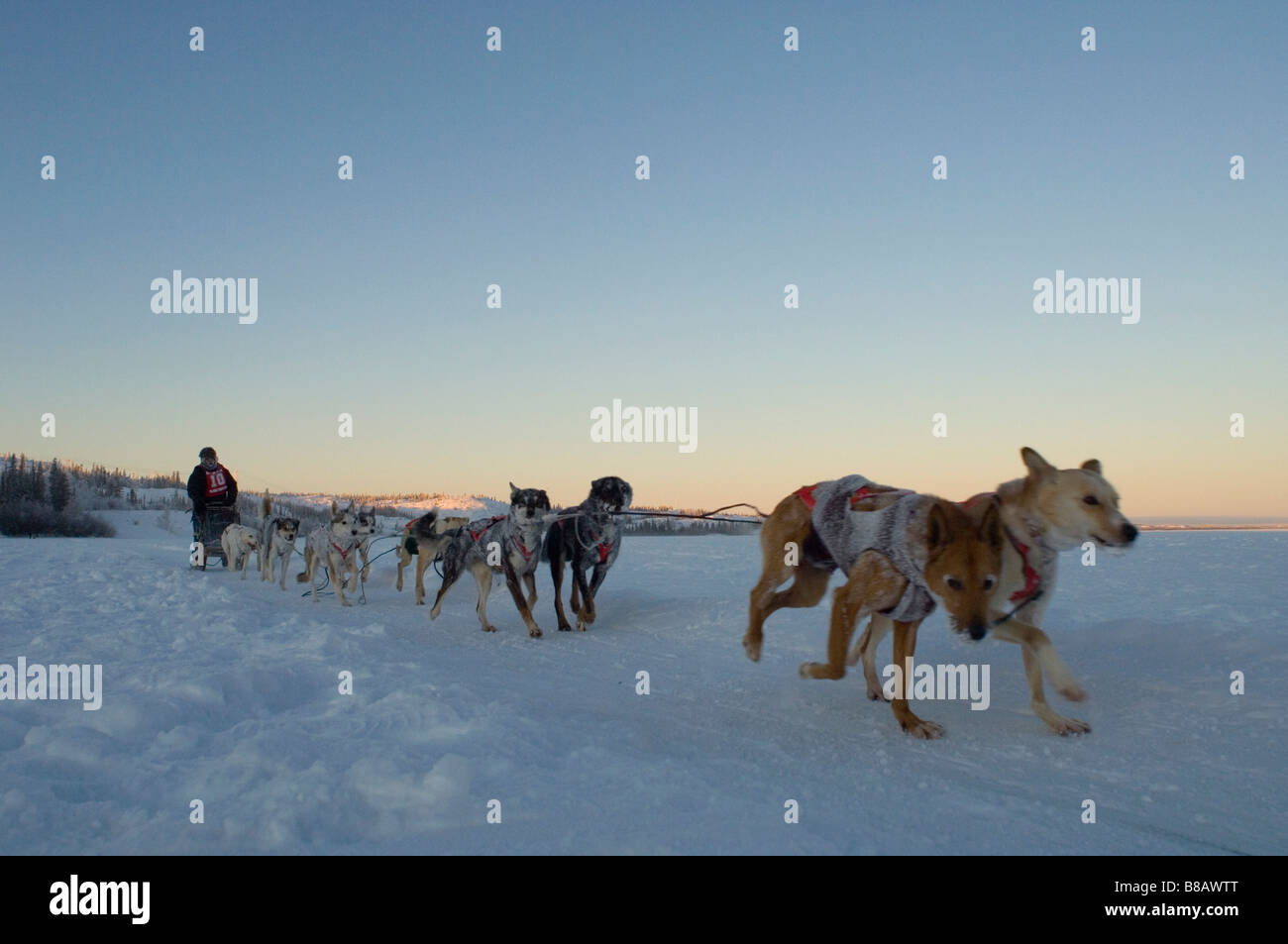 Dog Sled Race, Back Bay, Yellowknife, Northwest Territories Stock Photo