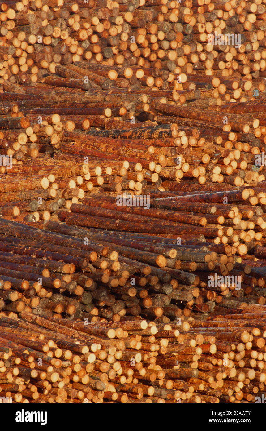 FV3512, Dave Nunuk; Pile  Logs, Peeled  Ready  Export, New Westminster, BC Stock Photo