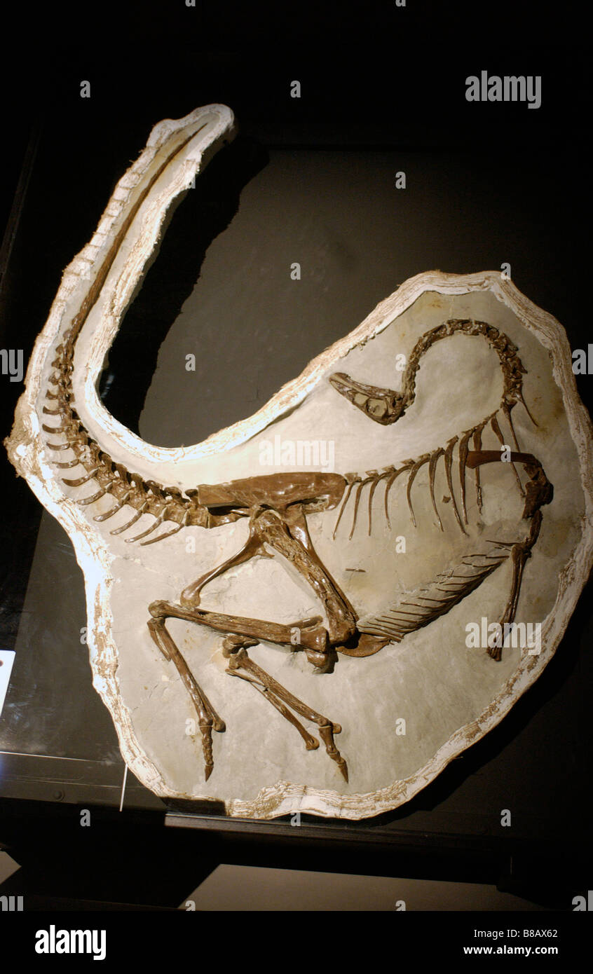 Dinosaur Fossil  Royal Tyrell Museum, Drumheller, Alberta Stock Photo