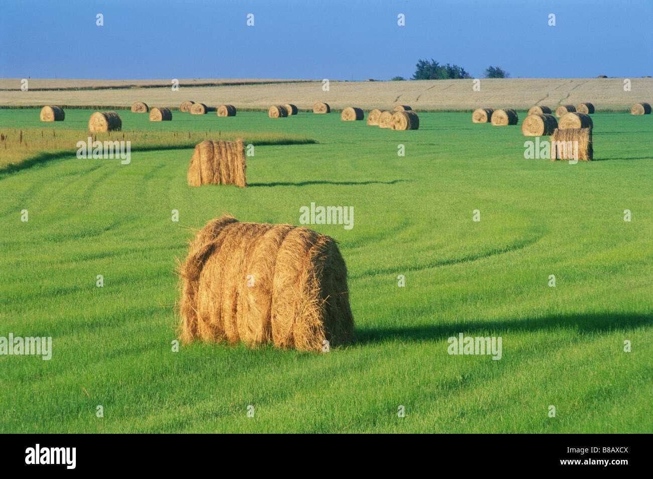 Hay Bales, Pilot Mound, Manitoba Stock Photo Alamy