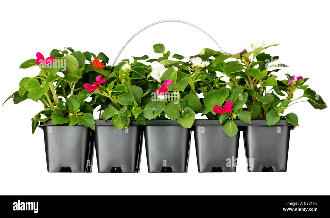 Bedding plants Busy Lizzie Stock Photo Alamy