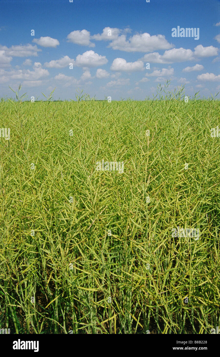 Canola Field, Brunkild, Manitoba Stock Photo Alamy
