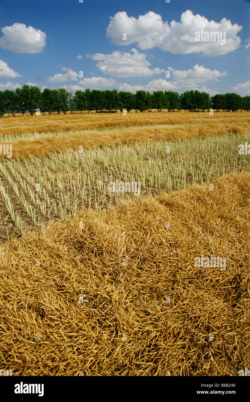 Canola, Pilot Mound, Manitoba Stock Photo Alamy