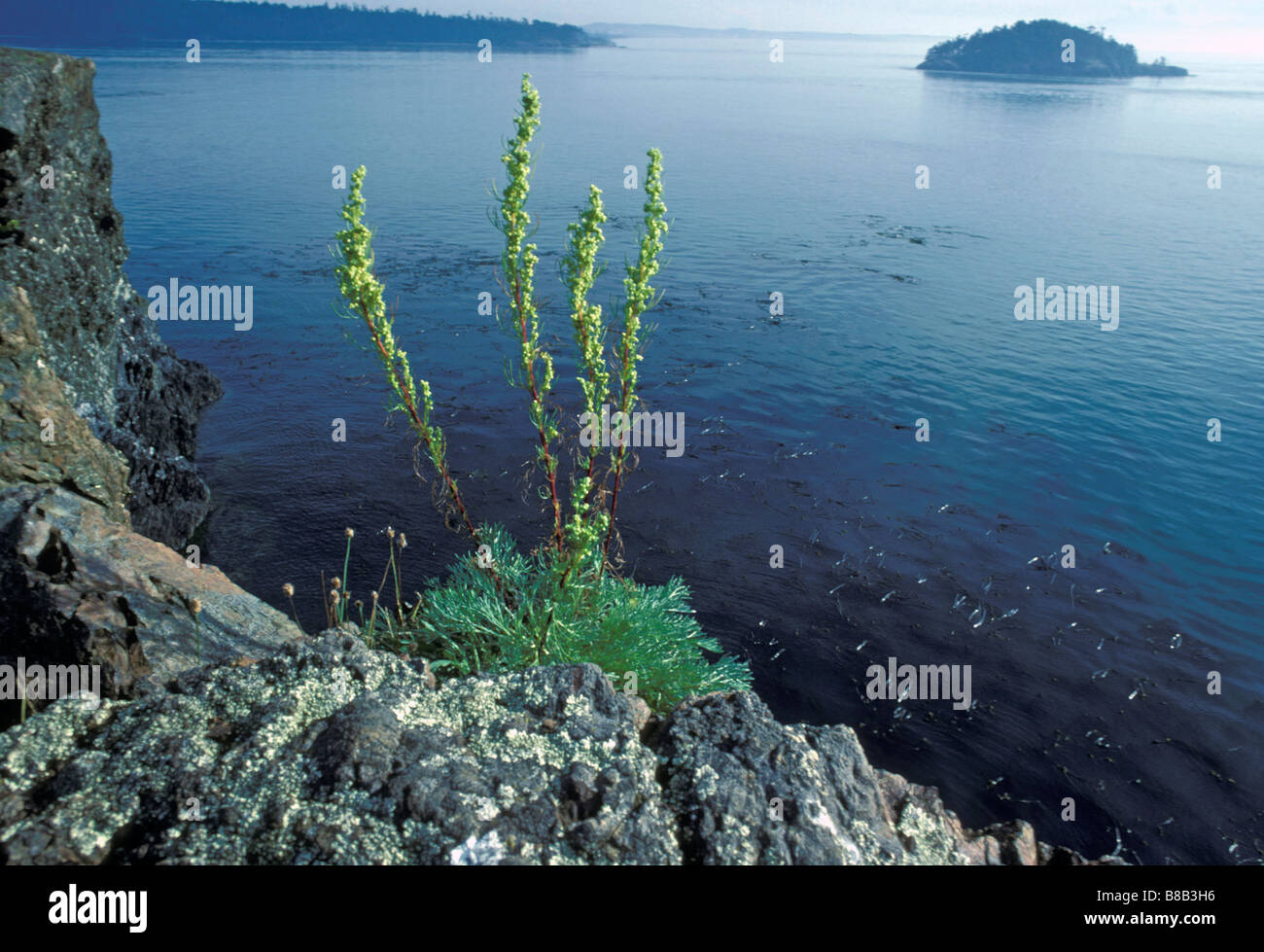 Anacortes hi-res stock photography and images - Alamy