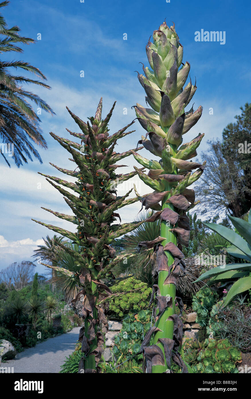 Puya chilensis growing in the Abbey Gardens on Tresco Stock Photo