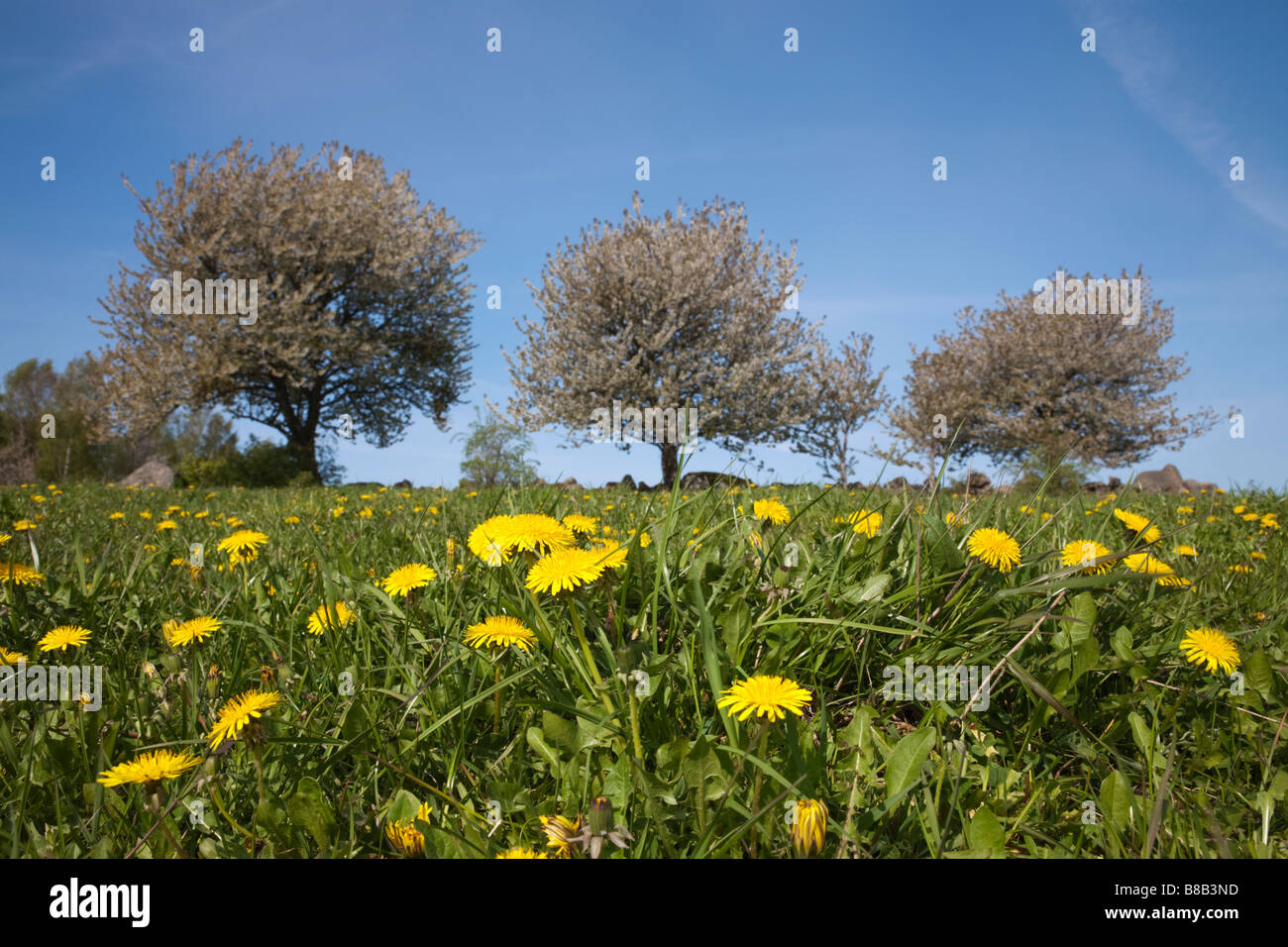 Pasture meadow dandelion taraxacum hi-res stock photography and images ...