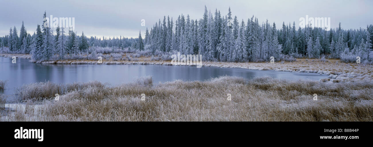 Frozen Swampland, near 100 Mile House, British Columbia, Canada Stock Photo