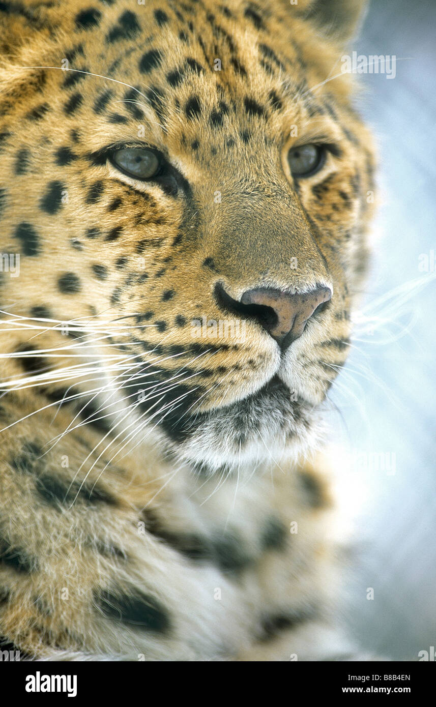 Amur leopard breeding hi-res stock photography and images - Alamy