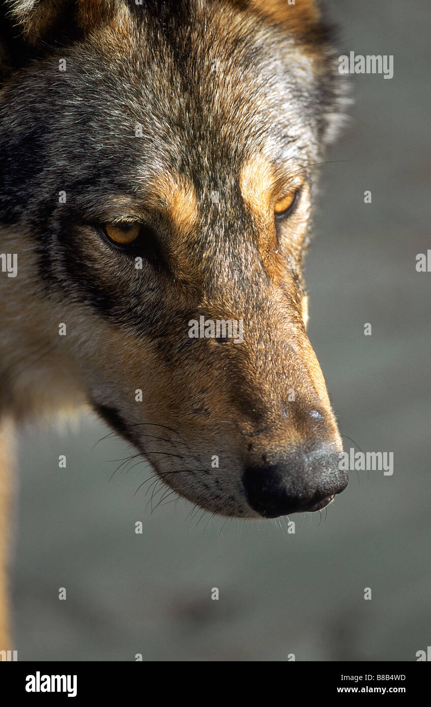 Gray Wolf (Canis lupus Crassodon), Clayoquot Sound Vancouver Island ...