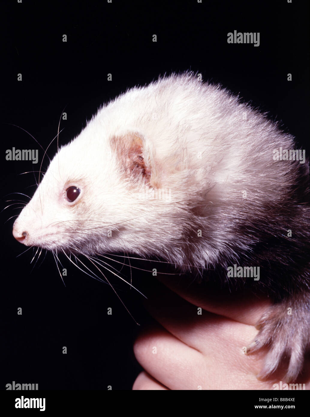 Ferret, Mustela putorius furo Stock Photo