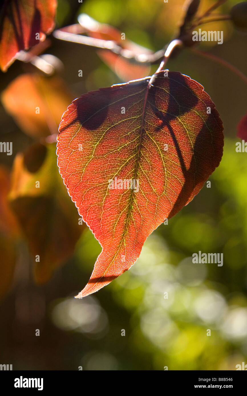 Fall foliage of a pear tree in Boise Idaho USA Stock Photo