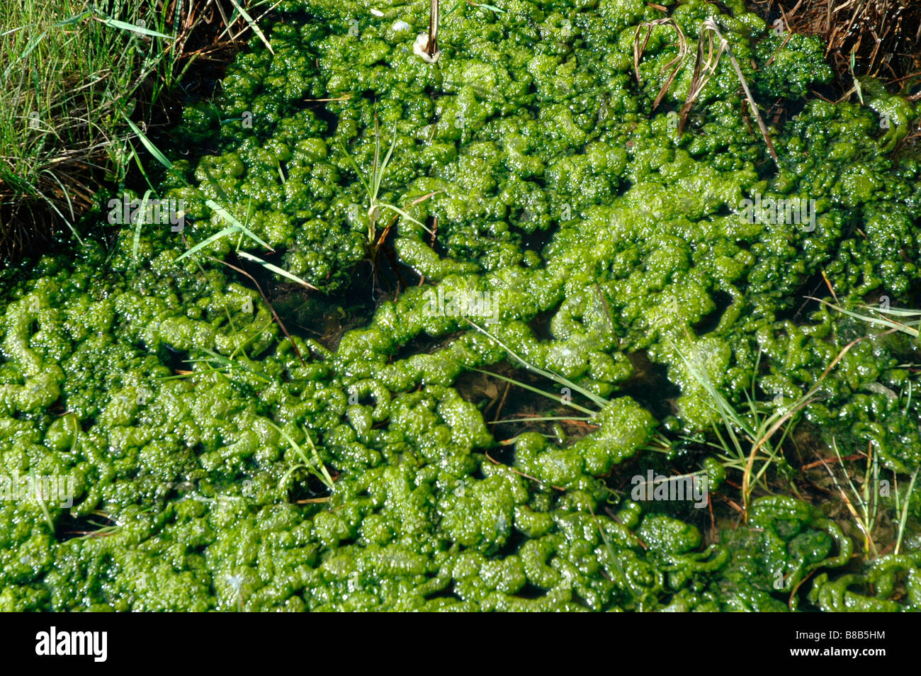 Gut weed Enteromorpha intestinalis a green alga in a pool UK Stock Photo