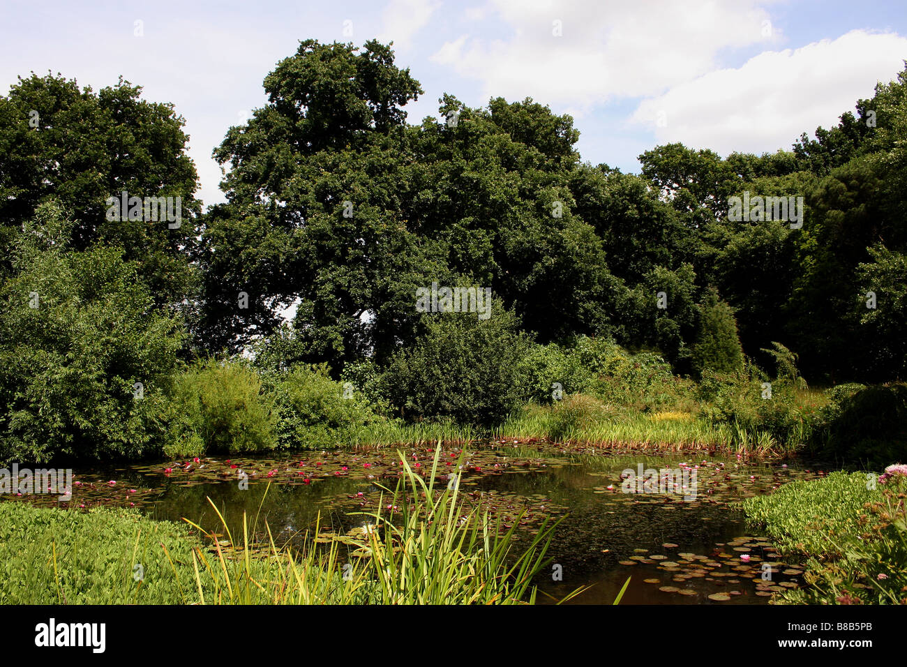 A FOREST WILDLIFE POND WITH WATER LILY PADS IN THE ENGLISH COUNTRYSIDE. Stock Photo