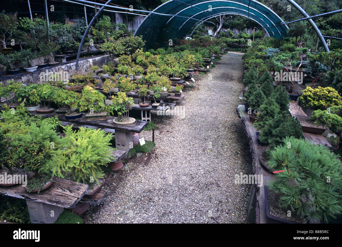 Bonsai Nursery or Garden Centre, Biot, Alpes-Maritimes, France Stock Photo