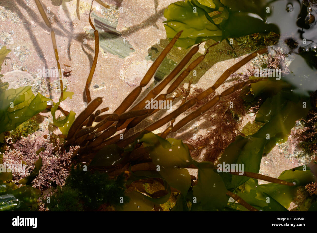 String of sausages seaweed Scytosiphon lomentaria a brown seaweed in a rockpool UK Stock Photo