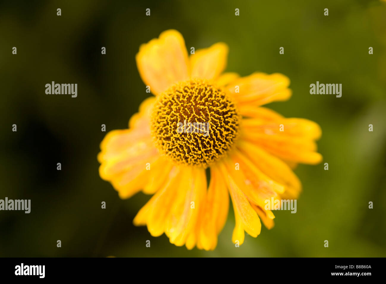 A bright yellow Helenuim or sneezeweed with a darker orange streaks and finely crenulated centre Stock Photo