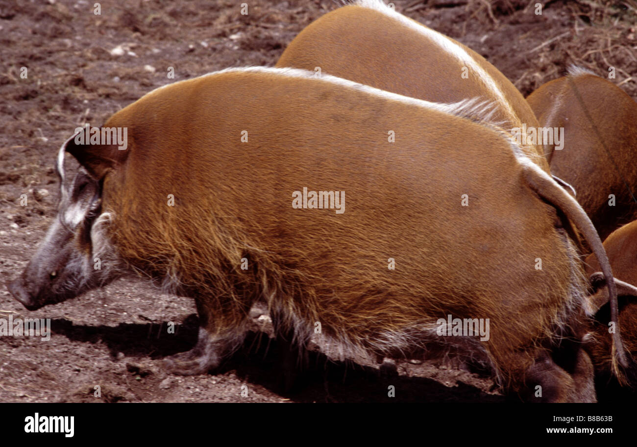 Bush pig, Potamochoerus porcus Stock Photo