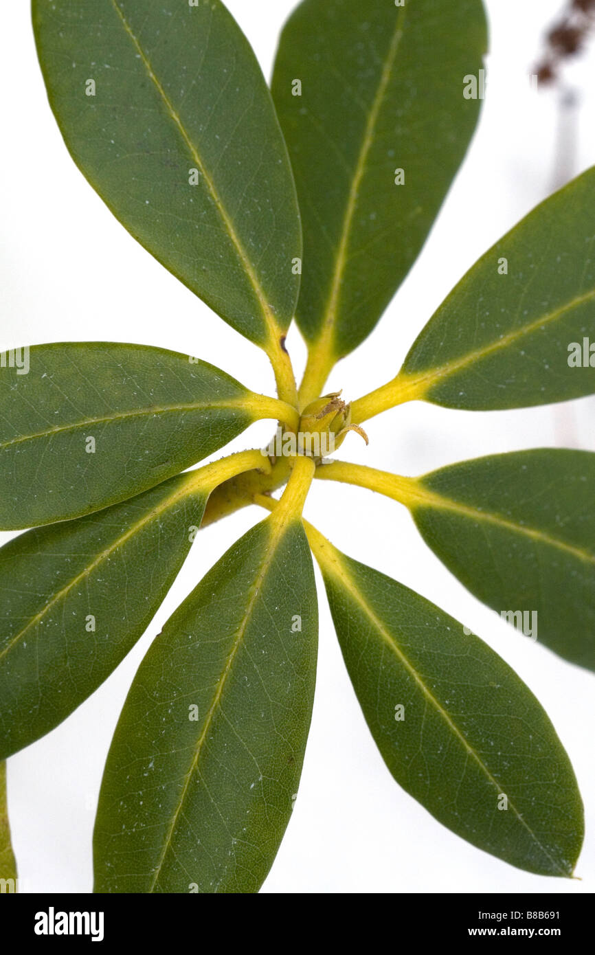 The flower bud of a rhododendron plant during winter Stock Photo