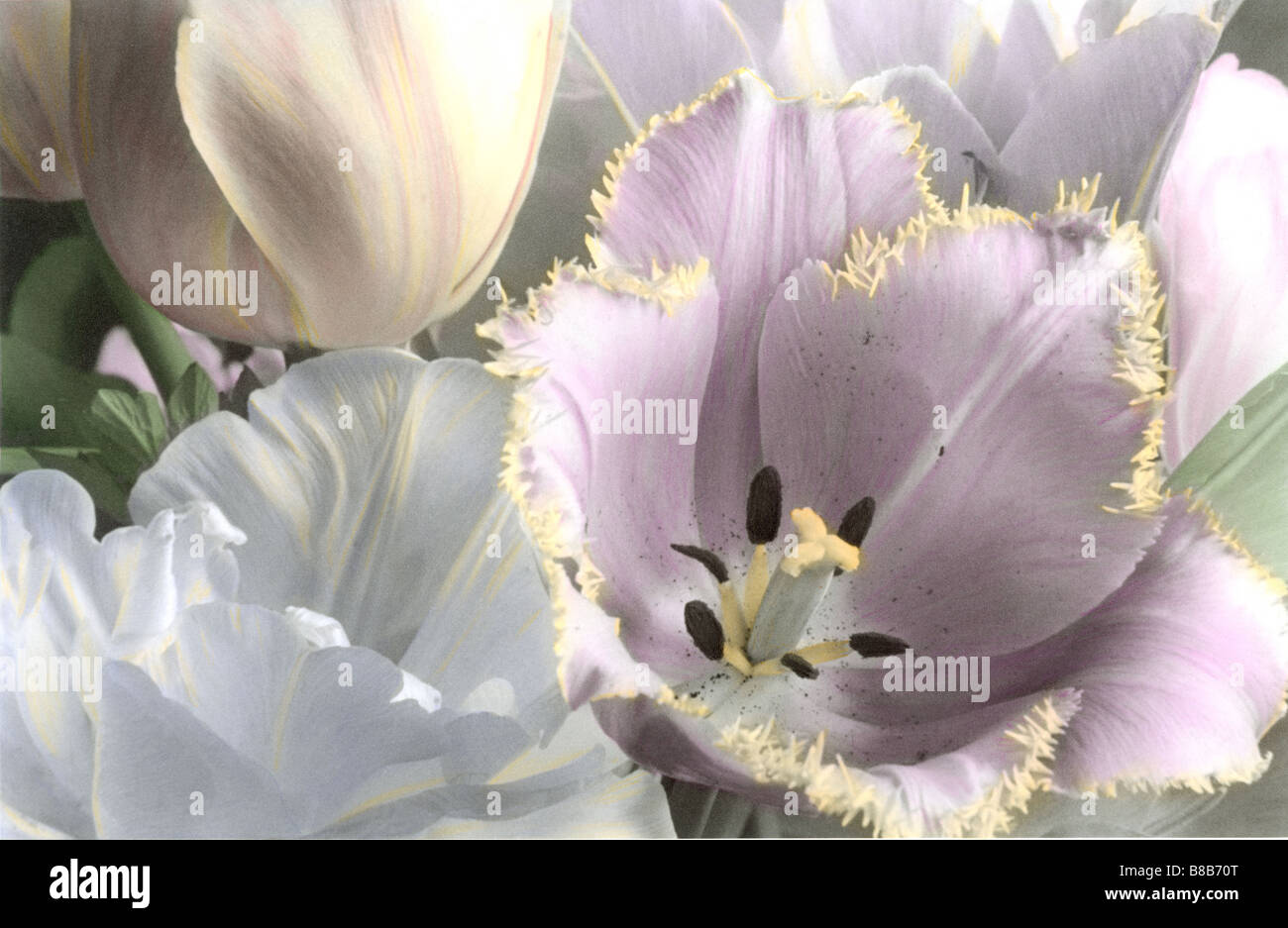 FV3942, Mary Ellen McQuay; Tulips, Close Up Stock Photo