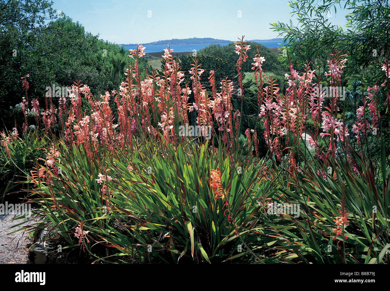 Watsonia Tresco Hybrid growing at the Abbey Gardens on Tresco Stock Photo